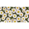 Tovaglia cerata D-c-fix Manhattan 140 cm Margherite al metro