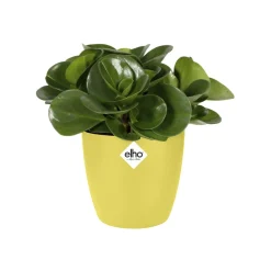 Vaso Brussels Round Mini Ø 12,5 cm Giallo