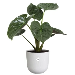 Vaso Elho Jazz Round Bianco Ø 26 x B 26 x H 24 cm interno