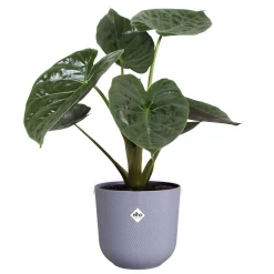 Vaso Elho Jazz Round Viola Ø 23 x B 23 x H 21 cm interno