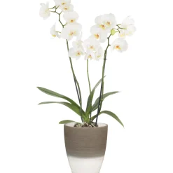 Vaso per orchidee Scheurich 650 Ø 13 x 15 cm Espresso