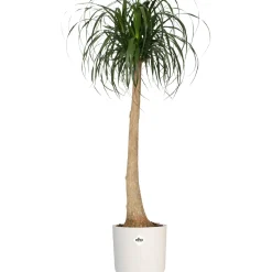 Vaso per piante rotondo Elho B.For Soft Ø 24,7 cm bianco