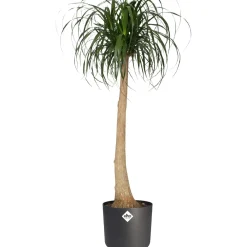Vaso per piante rotondo Elho B.For Soft Ø 24,7 cm antracite