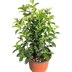 Viburnum tinus Eve Price