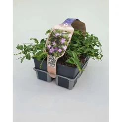 Vinca Minor Blu vaso 9 cm