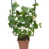 Vite altezza ca. 90 cm vaso ca. 18 l Vitis vinifera