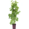 Vite euroasiatica 100 cm