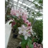 Weigela in varietà dimensione vaso 3 l