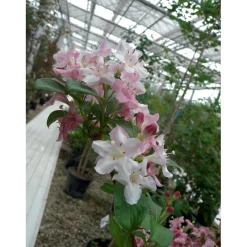 Weigela in varietà dimensione vaso 3 l